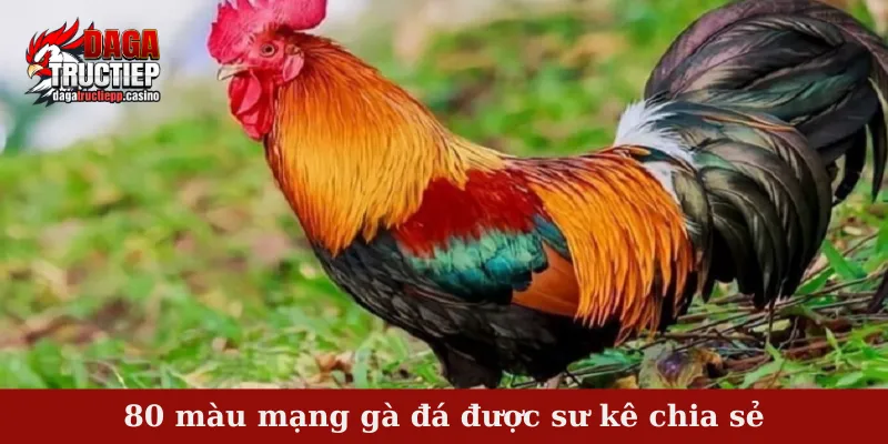 80 Màu Mạng Gà Đá – Mẹo Chọn Chiến Kê Hợp Mệnh, Dễ Ăn Kèo 2 80 màu mạng gà đá được sư kê chia sẻ