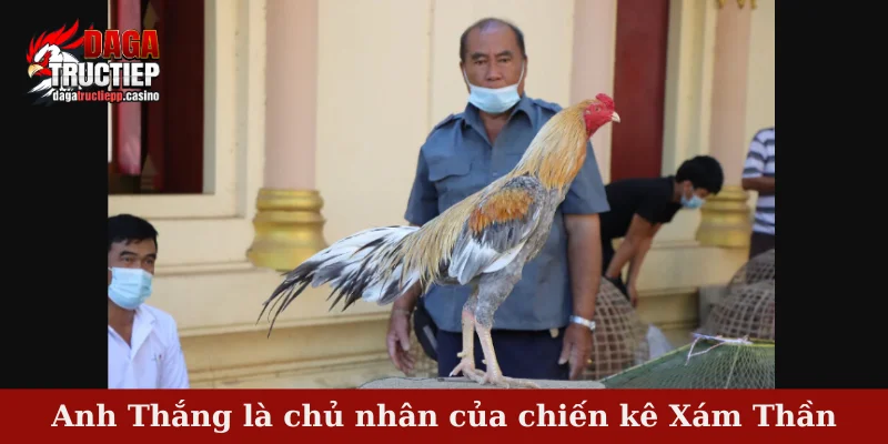 Chiến Kê Xám Thần – Huyền Thoại Bất Bại Đất Bắc Vang Danh 4 Anh Thắng là chủ nhân của chiến kê Xám Thần