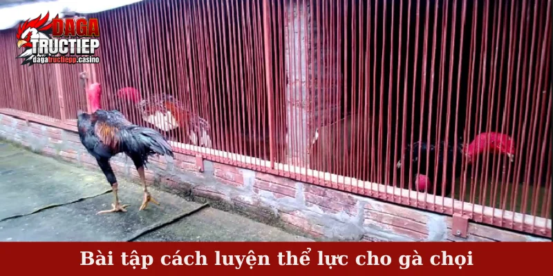 Cách Luyện Thể Lực Cho Gà Chọi Hiệu Quả, Bền Sức 4 Bài tập cách luyện thể lực cho gà chọi