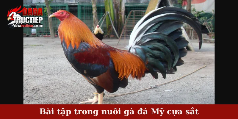Nuôi Gà Đá Mỹ Cựa Sắt – Bí Quyết Dưỡng Và Luyện Gà 4 Bài tập trong nuôi gà đá Mỹ cựa sắt
