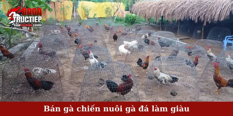 Nuôi gà đá làm giàu - Tiềm năng và rủi ro có thể gặp 2 Bán gà chiến nuôi gà đá làm giàu