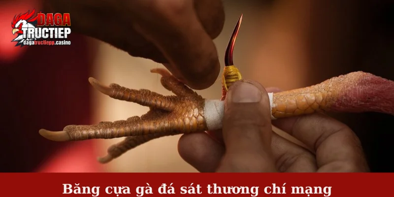 Băng cựa gà đá - Mục đích và cách băng cựa hiệu quả nhất 2 Băng cựa gà đá sát thương chí mạng