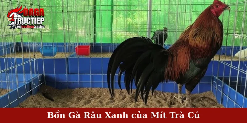 Sư Kê Mít Trà Cú – Huyền Thoại Chiến Kê Vang Danh Việt 3 Bổn Gà Râu Xanh của Mít Trà Cú