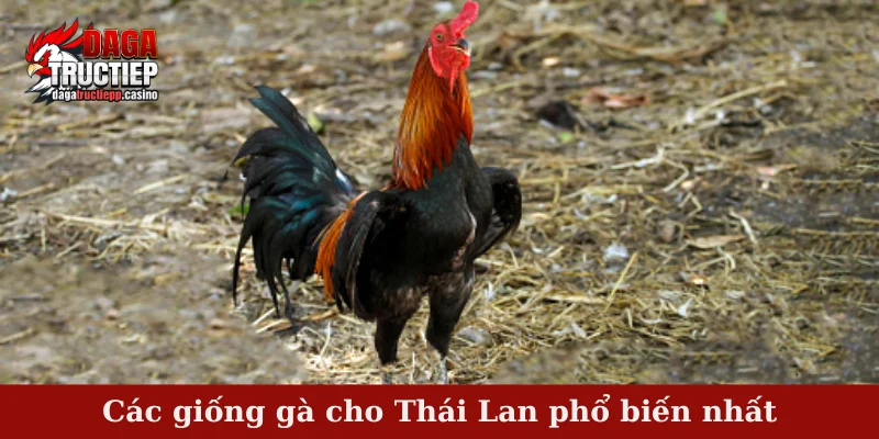 Gà Chọi Thái Lan – Sức Mạnh Bền Bỉ, Lối Đá Tinh Anh 3 Các giống gà cho Thái Lan phổ biến nhất