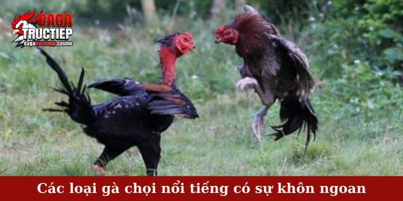 Các Loại Gà Chọi Nổi Tiếng – Dòng Chiến Kê Vang Danh 4 Các loại gà chọi nổi tiếng có sự khôn ngoan