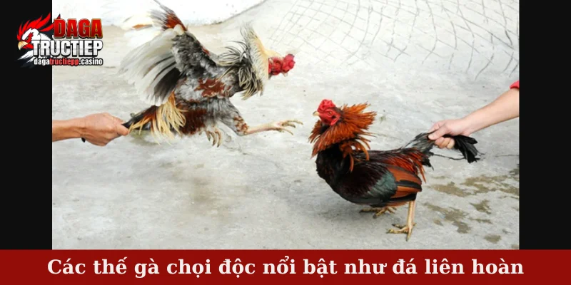 Tổng hợp các thế gà chọi độc - Sẵn sàng chinh phục đối thủ 4 Các thế gà chọi độc nổi bật như đá liên hoàn