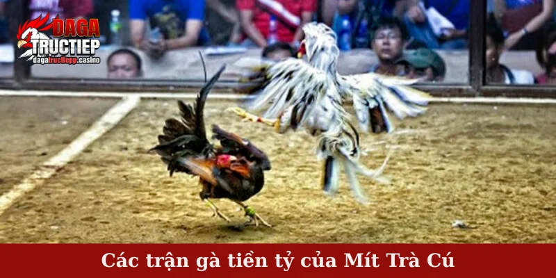 Các Trận Gà Tiền Tỷ Rực Lửa – So Tài Đỉnh Cao Sư Kê Việt 4 Các trận gà tiền tỷ của Mít Trà Cú