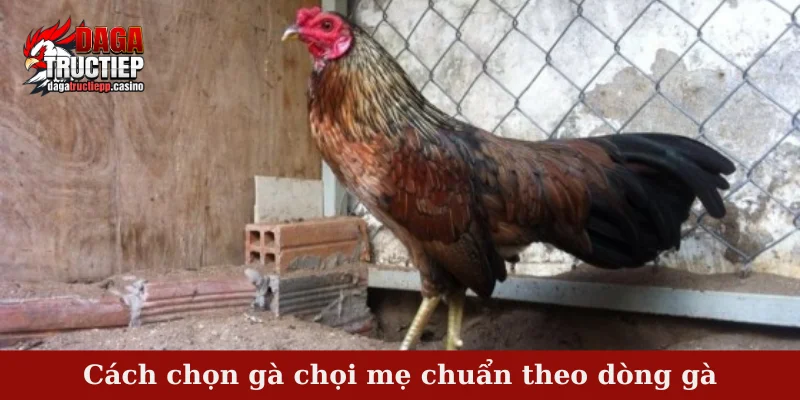 Cách chọn gà chọi mẹ chuẩn - 5 yếu tố quan trọng nhất 4 Cách chọn gà chọi mẹ chuẩn theo dòng gà