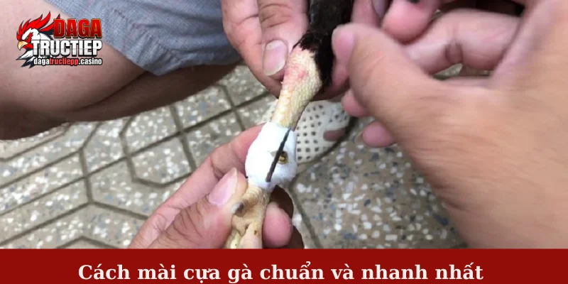 Cách Mài Cựa Gà Chuẩn Và Nhanh Cho Sư Kê Chuyên Nghiệp 2 Cách mài cựa gà chuẩn và nhanh nhất