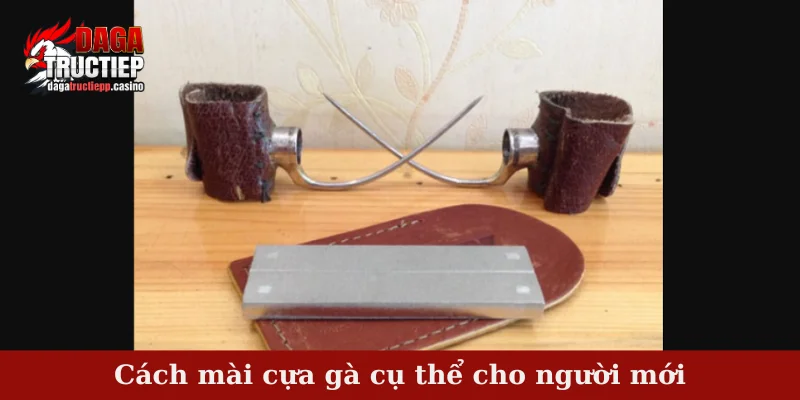 Cách Mài Cựa Gà Chuẩn – Bí Quyết Lên Lực Đòn Hiểm 3 Cách mài cựa gà cụ thể cho người mới
