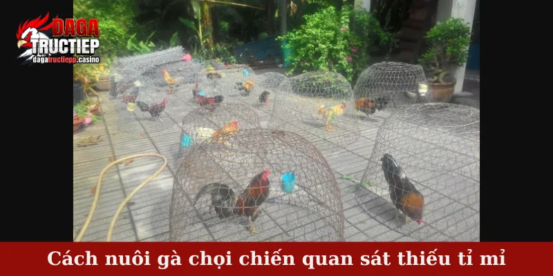Top 4 sai lầm nghiêm trọng trong cách nuôi gà chọi chiến 4 Cách nuôi gà chọi chiến quan sát thiếu tỉ mỉ