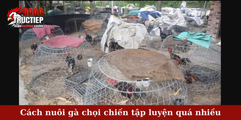 Top 4 sai lầm nghiêm trọng trong cách nuôi gà chọi chiến 3 Cách nuôi gà chọi chiến tập luyện quá nhiều
