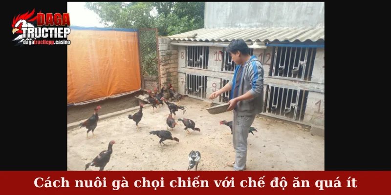 Top 4 sai lầm nghiêm trọng trong cách nuôi gà chọi chiến 2 Cách nuôi gà chọi chiến với chế độ ăn quá ít