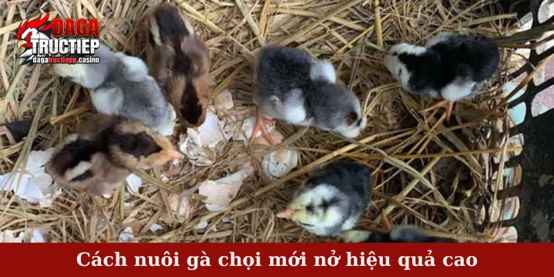 Hướng dẫn cách nuôi gà chọi mới nở đảm bảo năng suất 4 Cách nuôi gà chọi mới nở hiệu quả cao