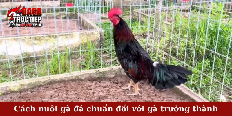 Cách Nuôi Gà Đá Hiệu Quả Theo Bí Quyết Của Sư Kê 4 Cách nuôi gà đá chuẩn đối với gà trưởng thành