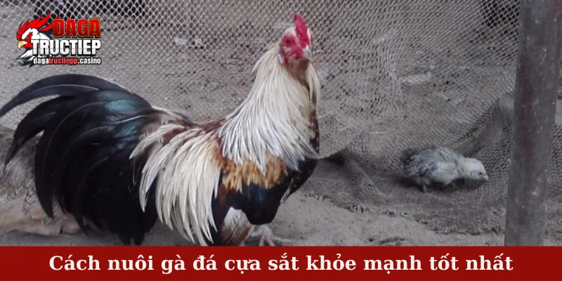 Nuôi gà đá cựa sắt khỏe mạnh - Bí kíp tạo nên thành công 3 Cách nuôi gà đá cựa sắt khỏe mạnh tốt nhất