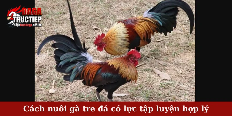 Cách Nuôi Gà Tre Đá Có Lực – Bí Quyết Giữ Phong Độ Đỉnh 3 Cách nuôi gà tre đá có lực tập luyện hợp lý
