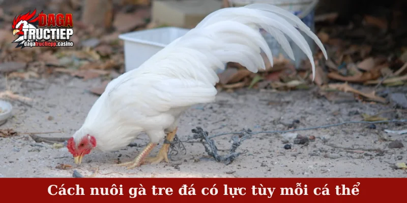 Cách Nuôi Gà Tre Đá Có Lực – Bí Quyết Giữ Phong Độ Đỉnh 2 Cách nuôi gà tre đá có lực tùy mỗi cá thể