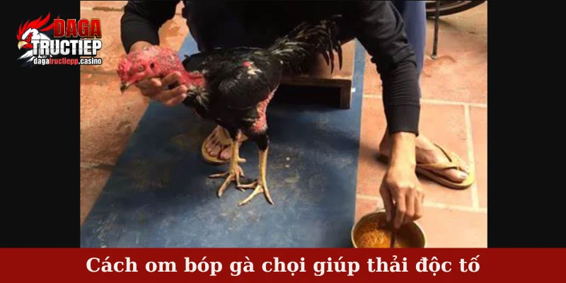 Cách Om Bóp Gà Chọi Chuẩn 4 Bước Cho Tân Sư Kê 2 Cách om bóp gà chọi giúp thải độc tố