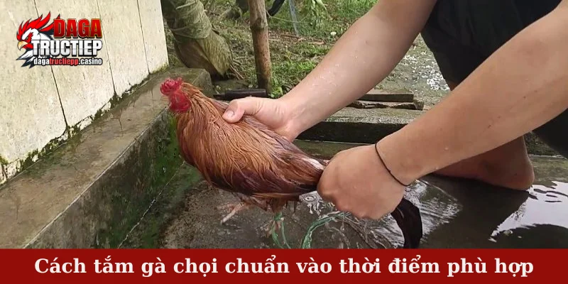 Cách Tắm Gà Chọi Chuẩn – Bí Quyết Giữ Lửa Chiến Kê 4 Cách tắm gà chọi chuẩn vào thời điểm phù hợp