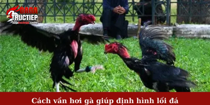 Cách vần hơi gà - Bài tập quan trọng trong nuôi gà đá 2 Cách vần hơi gà giúp định hình lối đá