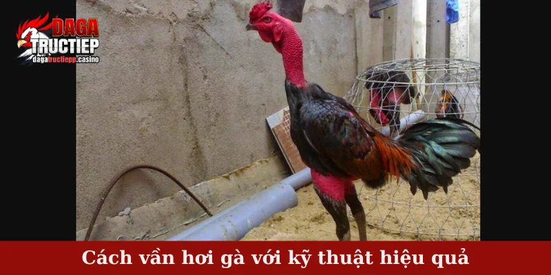 Cách vần hơi gà - Bài tập quan trọng trong nuôi gà đá 3 Cách vần hơi gà với kỹ thuật hiệu quả