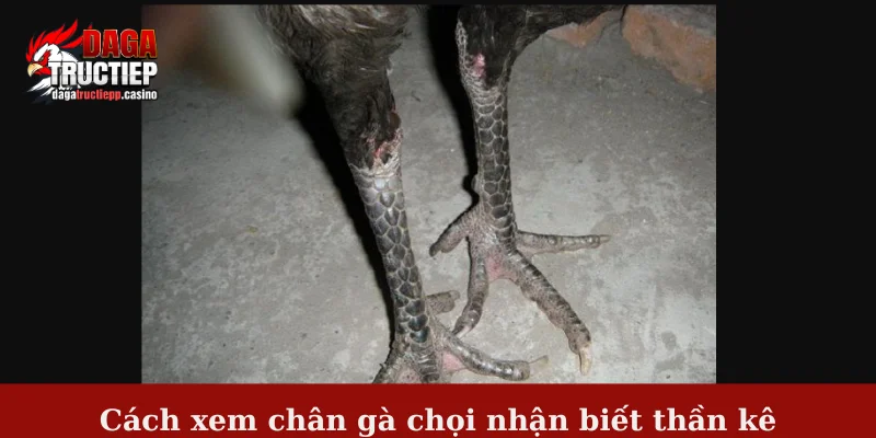 Tổng hợp bí quyết trong cách xem chân gà chọi chuẩn 2 Cách xem chân gà chọi nhận biết thần kê