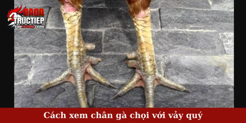 Tổng hợp bí quyết trong cách xem chân gà chọi chuẩn 4 Cách xem chân gà chọi với vảy quý