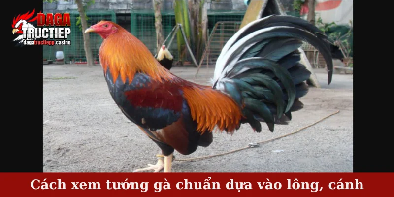 Cách Xem Tướng Gà Chuẩn Chi Tiết, Mẹo Chọn Chiến Kê Hay 3 Cách xem tướng gà chuẩn dựa vào lông, cánh