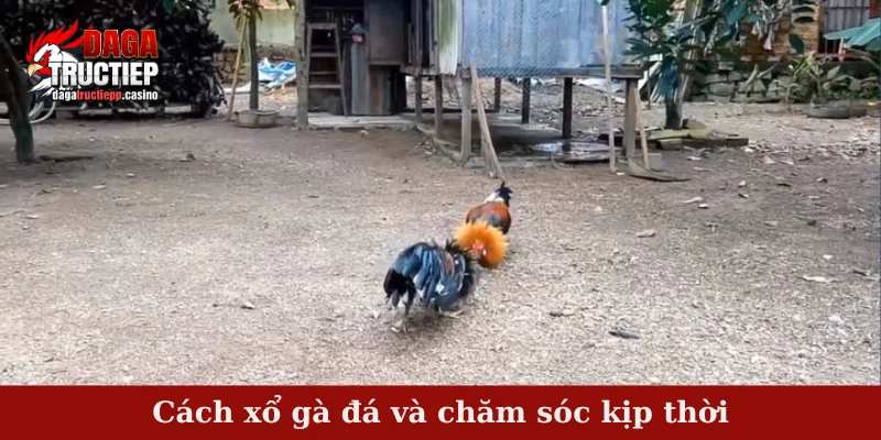 Cách Xổ Gà Đá Hiệu Quả Chuẩn Bí Quyết Sư Kê 4 Cách xổ gà đá và chăm sóc kịp thời