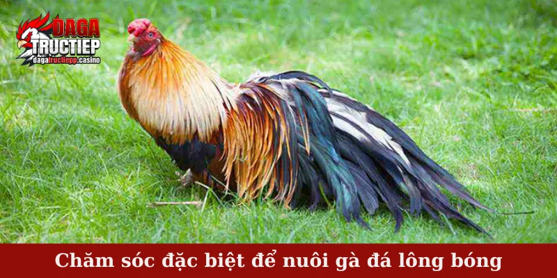 Nuôi gà đá lông bóng - Kỹ thuật đảm bảo lông mượt, óng ả 4 Chăm sóc đặc biệt để nuôi gà đá lông bóng