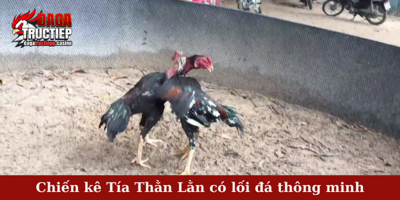 Chiến Kê Tía Thằn Lằn Tung Đòn Hiểm – Bất Bại Trên Sới Đấu 3 Chiến kê Tía Thằn Lằn có lối đá thông minh
