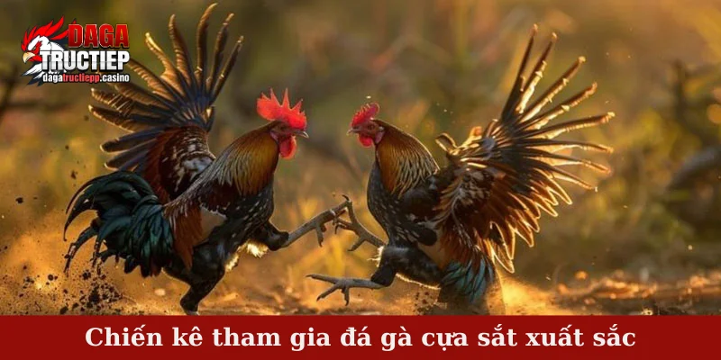 Đá gà cựa sắt - Mãn nhãn cùng trận đấu kịch tính hàng đầu 2 Chiến kê tham gia đá gà cựa sắt xuất sắc
