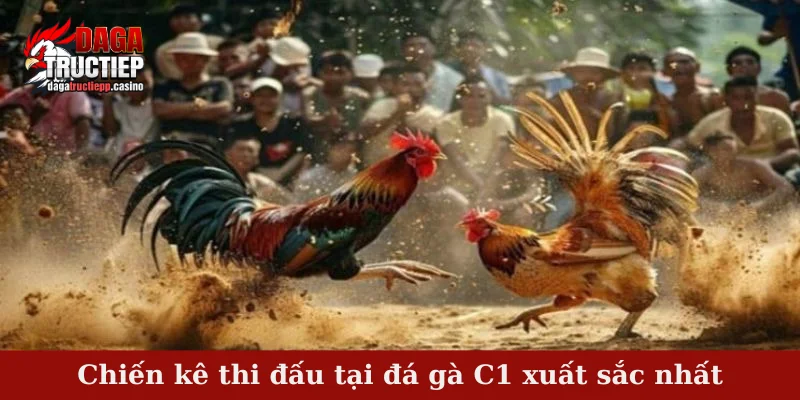 Đá Gà C1 - Bồ Gà Tổ Chức Trận Đấu Đá Gà Gay Cấn 2 Chiến kê thi đấu tại đá gà C1 xuất sắc nhất