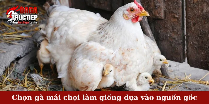 Chọn gà mái chọi làm giống - 4 mẹo nhỏ dành cho bạn 2 Chọn gà mái chọi làm giống dựa vào nguồn gốc