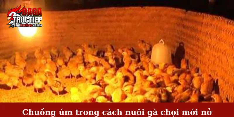 Hướng dẫn cách nuôi gà chọi mới nở đảm bảo năng suất 2 Chuồng úm trong cách nuôi gà chọi mới nở