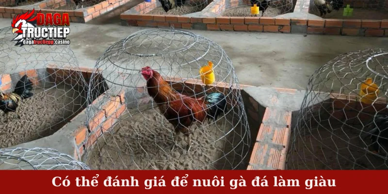 Nuôi gà đá làm giàu - Tiềm năng và rủi ro có thể gặp 3 Có thể đánh giá để nuôi gà đá làm giàu