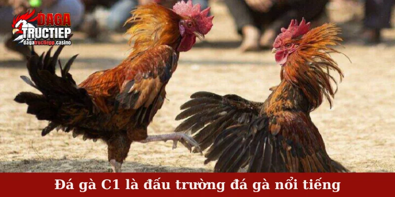 Đá Gà C1 - Bồ Gà Tổ Chức Trận Đấu Đá Gà Gay Cấn 1 Đá gà C1 là đấu trường đá gà nổi tiếng