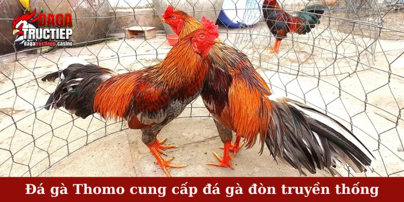 Đá Gà Thomo – Theo Dõi Chiến Kê Tranh Tài Mỗi Ngày 3 Đá gà Thomo cung cấp đá gà đòn truyền thống