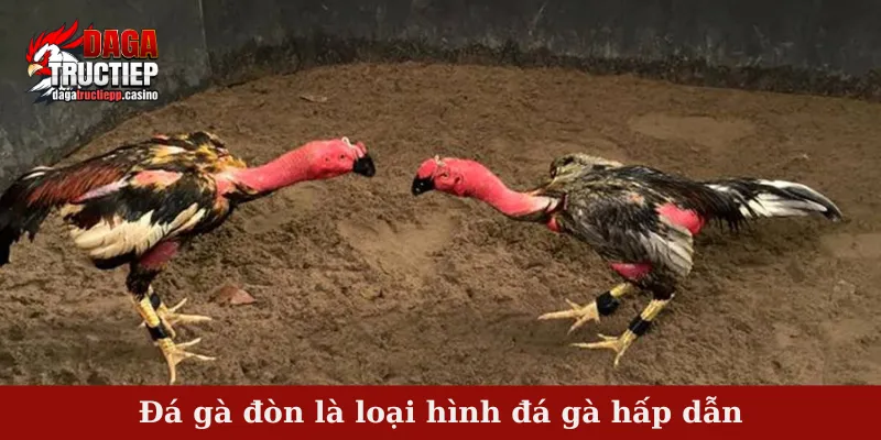 Đá gà đòn - Khả năng thi đấu xuất sắc của chiến kê gà nòi 1 Đá gà đòn là loại hình đá gà hấp dẫn