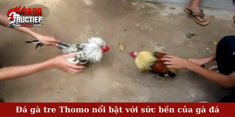 Đá Gà Tre Thomo – Cuộc So Tài Khiến Dân Chơi Mê Mẩn 2 Đá gà tre Thomo nổi bật với sức bền của gà đá