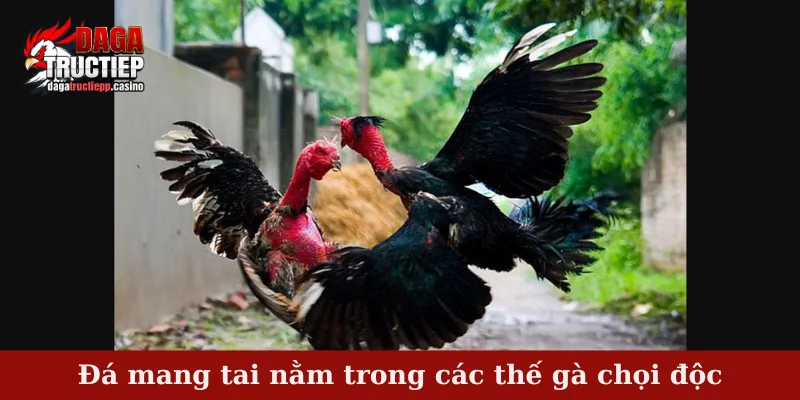Tổng hợp các thế gà chọi độc - Sẵn sàng chinh phục đối thủ 3 Đá mang tai nằm trong các thế gà chọi độc