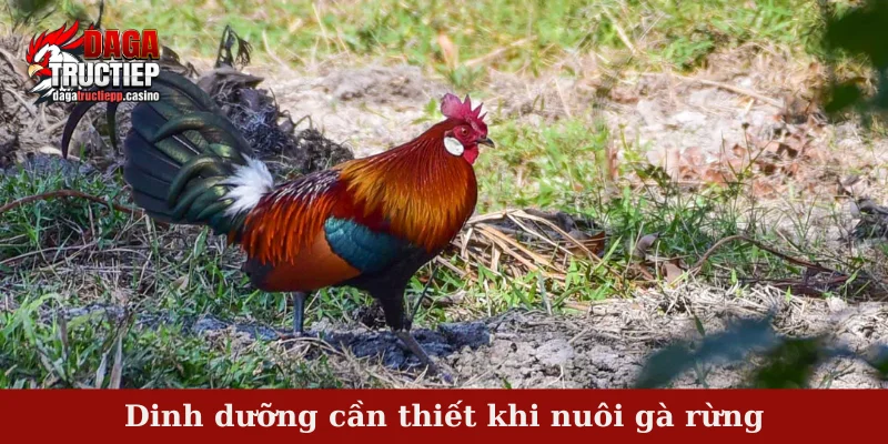 Nuôi gà rừng - Kỹ thuật thuần dưỡng chăm sóc hiệu quả 3 Dinh dưỡng cần thiết khi nuôi gà rừng