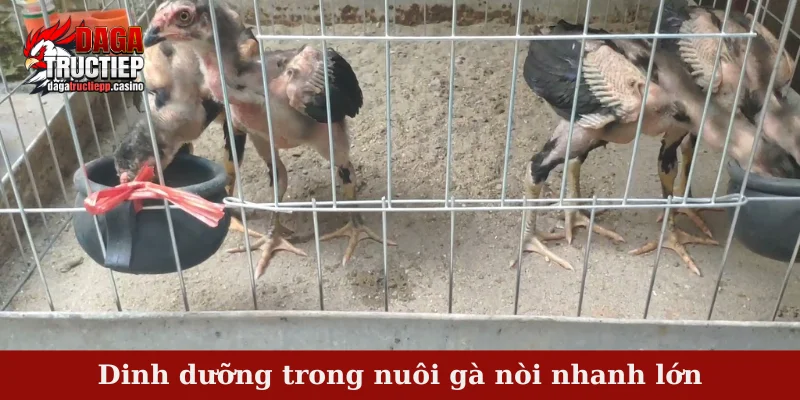 4 yếu tố quyết định hàng đầu đến nuôi gà nòi nhanh lớn 2 Dinh dưỡng trong nuôi gà nòi nhanh lớn
