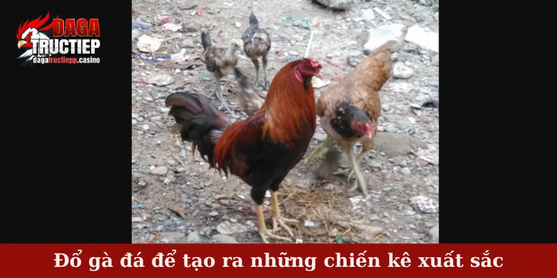 Đổ Gà Đá – Bí Quyết Lai Tạo Chiến Kê Mạnh Mẽ, Máu Chiến 3 Đổ gà đá để tạo ra những chiến kê xuất sắc