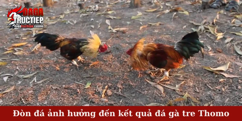Đá Gà Tre Thomo – Cuộc So Tài Khiến Dân Chơi Mê Mẩn 3 Đòn đá ảnh hưởng đến kết quả đá gà tre Thomo