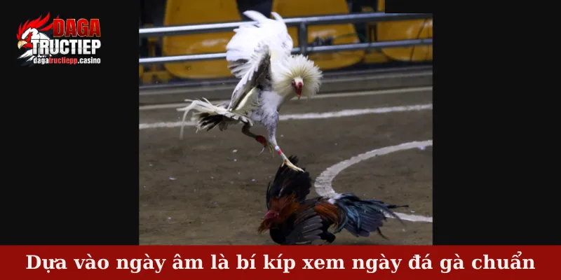 Bí Kíp Xem Ngày Đá Gà Chuẩn – Mẹo Chọn Chiến Kê 4 Dựa vào ngày âm là bí kíp xem ngày đá gà chuẩn