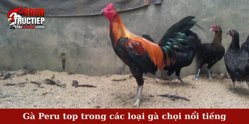 Các Loại Gà Chọi Nổi Tiếng – Dòng Chiến Kê Vang Danh 3 Gà Peru top trong các loại gà chọi nổi tiếng