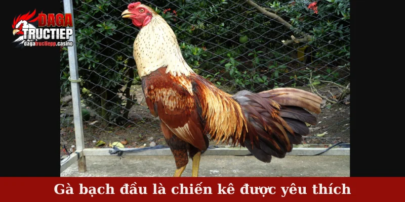 Gà Bạch Đầu – Dòng Chiến Kê Trắng Đầu Hiếm Có Tại Việt Nam 2 Gà bạch đầu là chiến kê được yêu thích