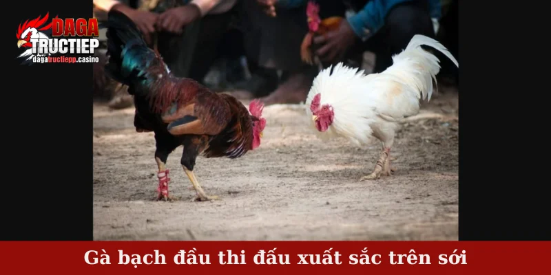 Gà Bạch Đầu – Dòng Chiến Kê Trắng Đầu Hiếm Có Tại Việt Nam 4 Gà bạch đầu thi đấu xuất sắc trên sới